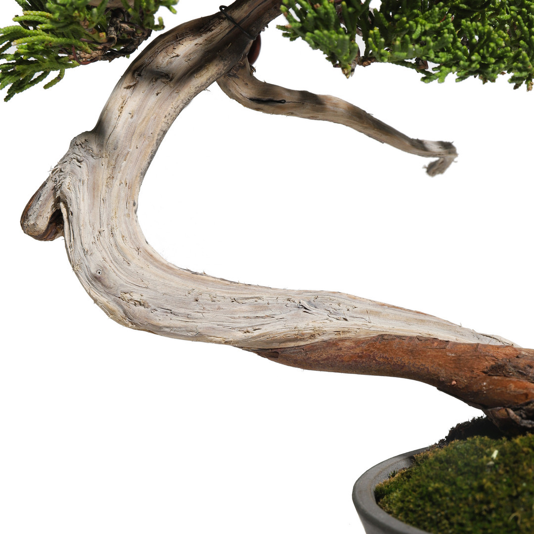 真柏盆栽❗️板舎利です！古木！しなやかな動き❗️五葉松黒松 真柏 -Japanese Juniper- （推定樹齢35年）-M0004-｜TRADMAN'S BONSAI